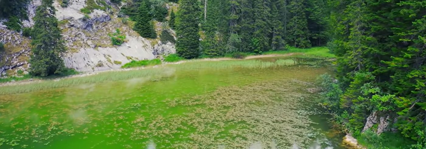 A green mountain lake surrounded by spruce forest and pale rocky slopes